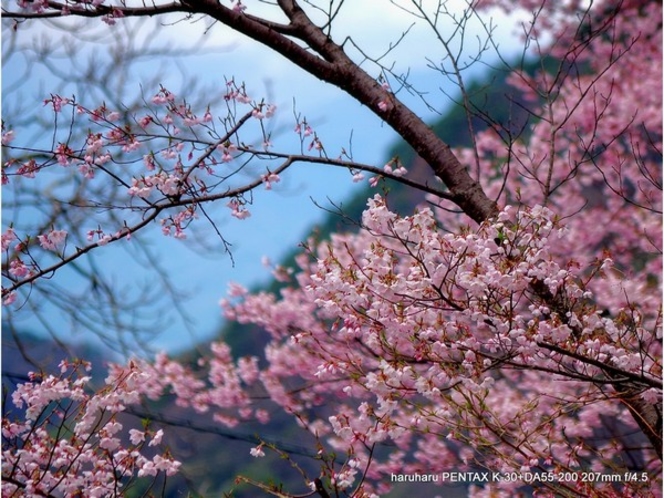 ４月、桜満開