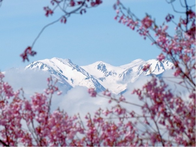 高遠城址のコヒガンザクラから望むアルプスの白き峰々