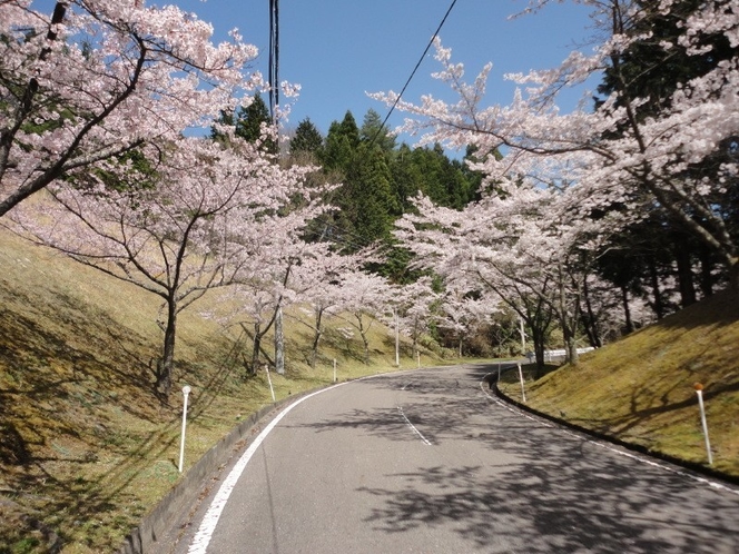 ホテル入り口の桜並木