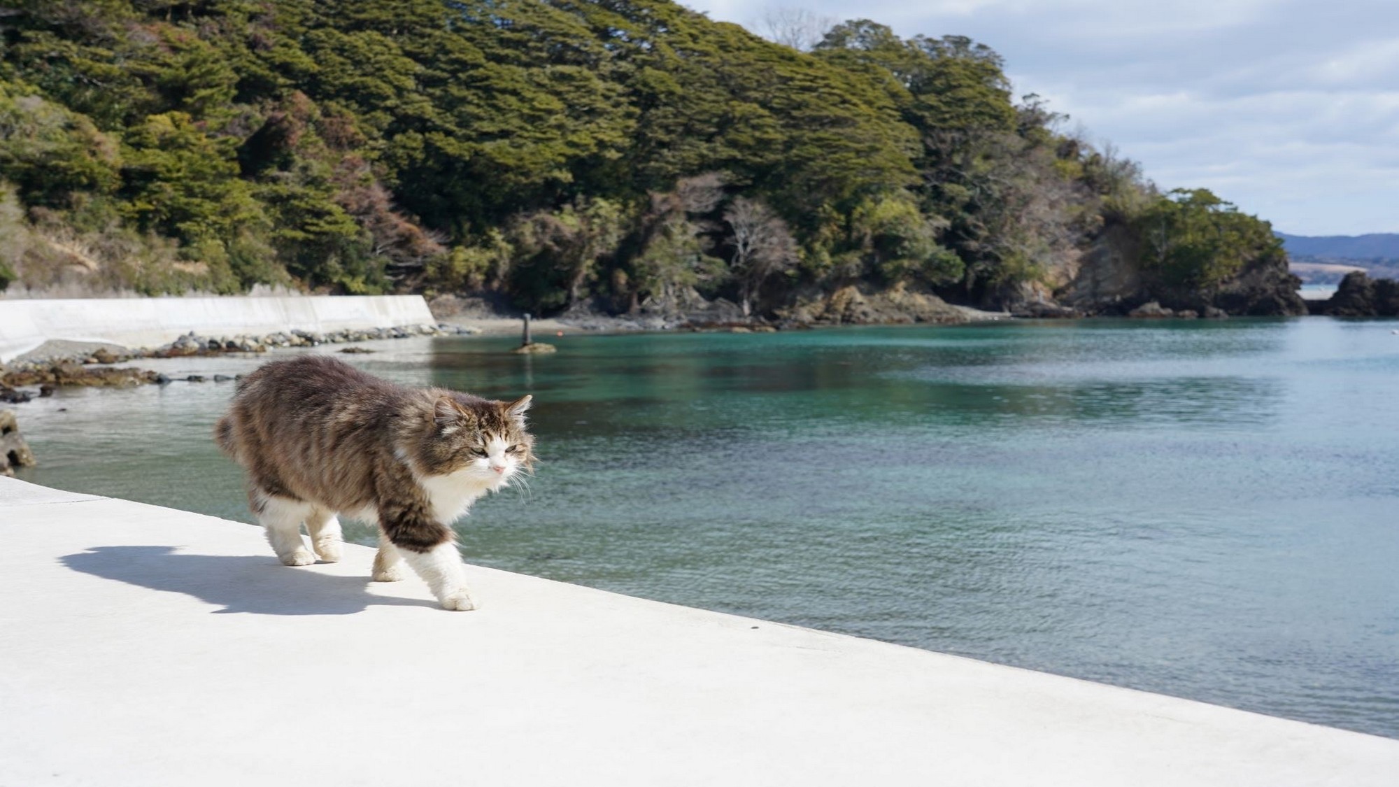 ☆【ねこ島（田代島）】人よりも猫が多い！？猫好きの楽園。可愛いにゃんことたくさん触れ合って♪