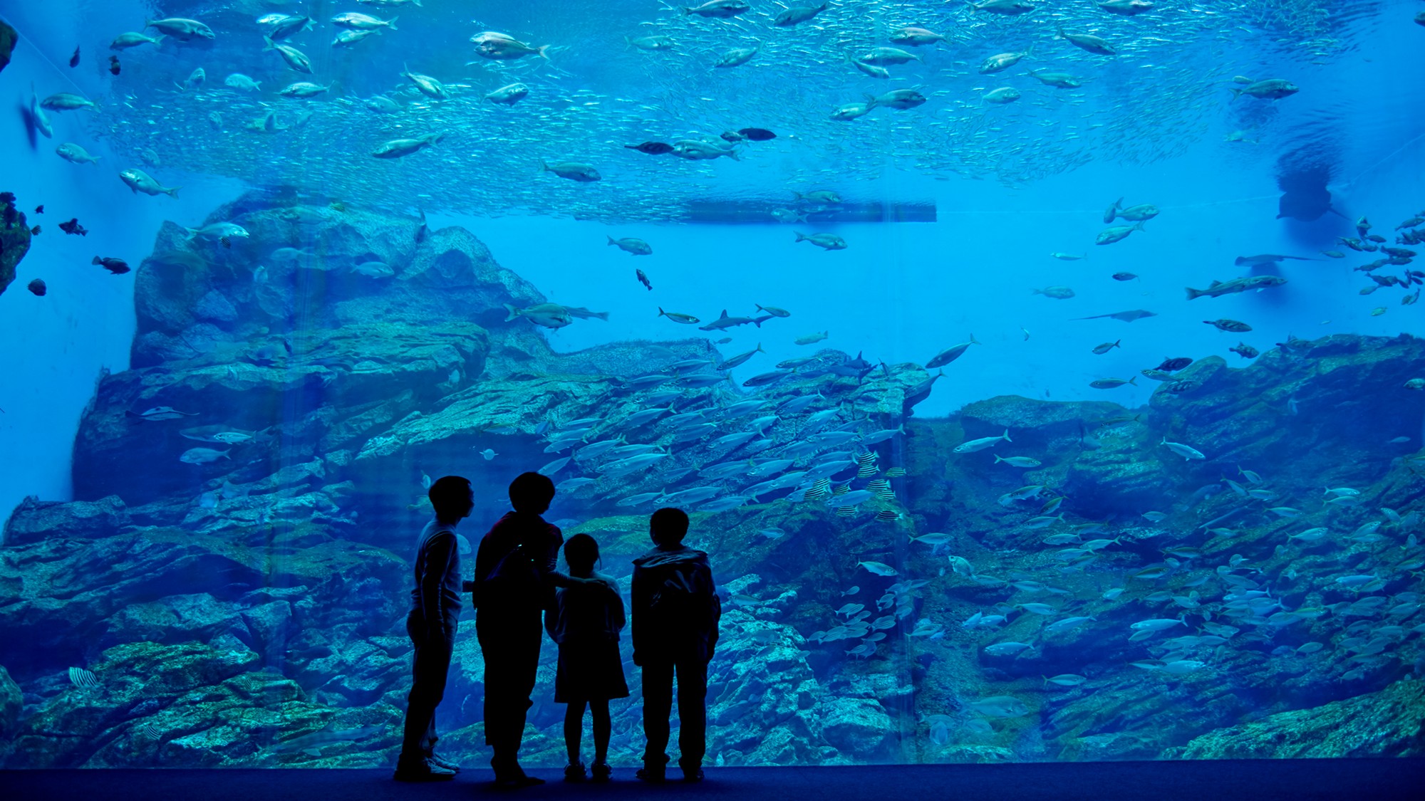 ☆【仙台うみの杜水族館（仙台市）】日本や世界の行きものの展示のほか、イルカショーなども楽しめます！