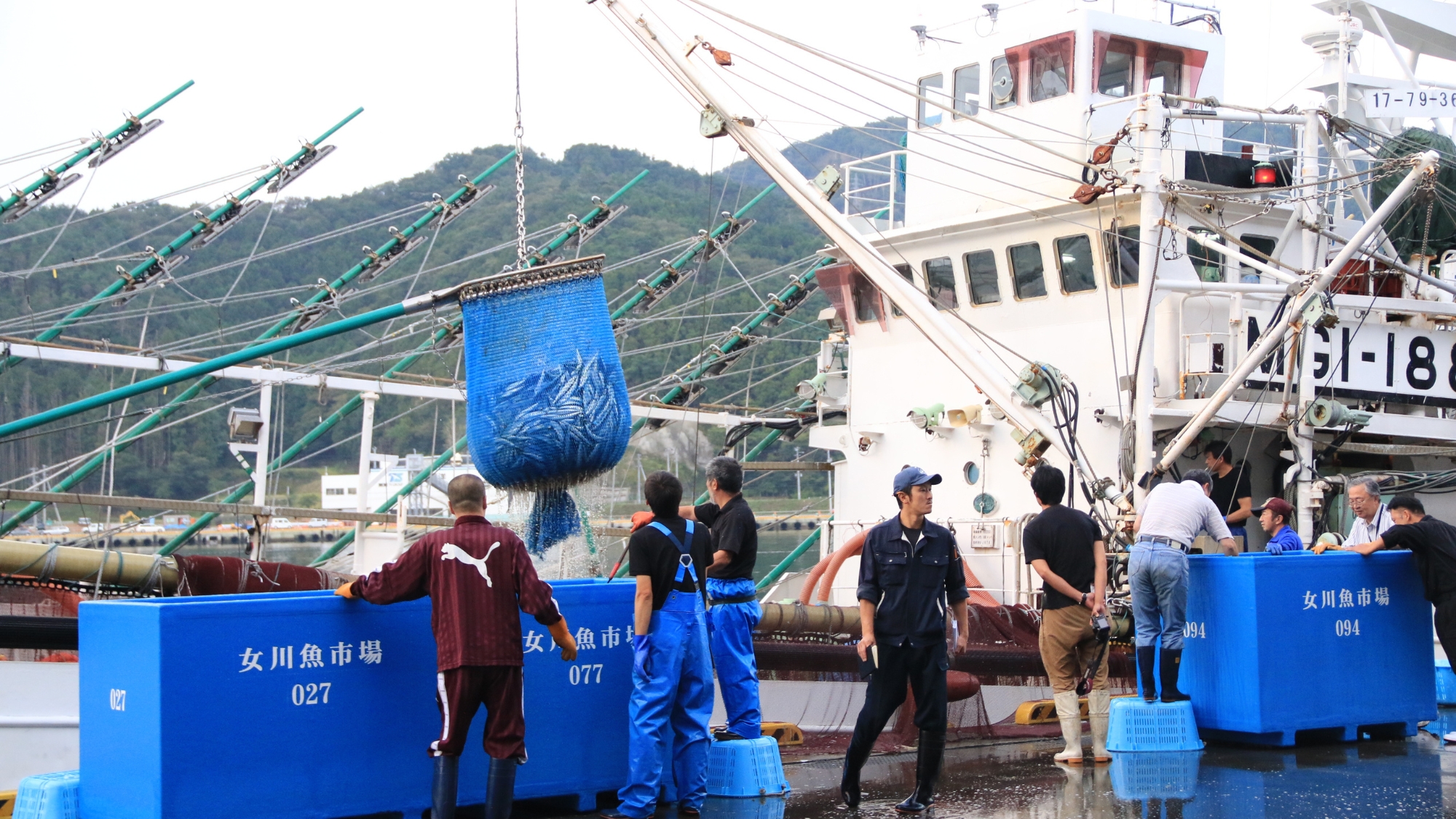 女川港のさんま水揚げ量は全国でもトップクラス！