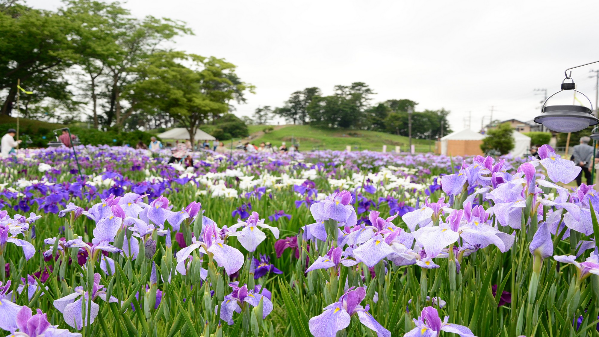 ☆【多賀城跡あやめ園】５月下旬から開花し6月中旬が見頃。一面に咲く景色は美しくとても華やか