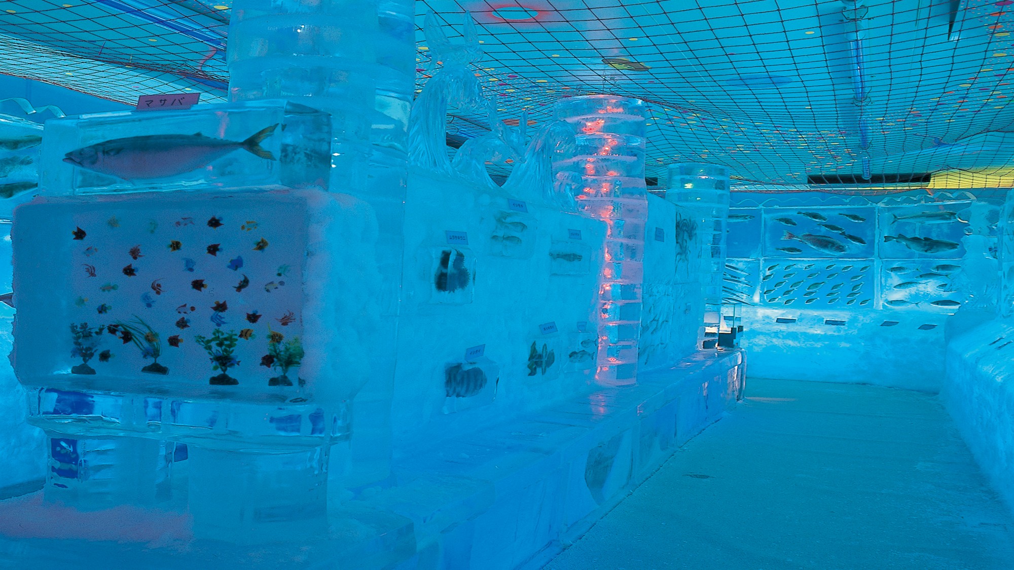 ☆【氷の水族館】マイナス２０度の世界。照らされた、透明な氷のなかには、たくさんの魚の姿が。
