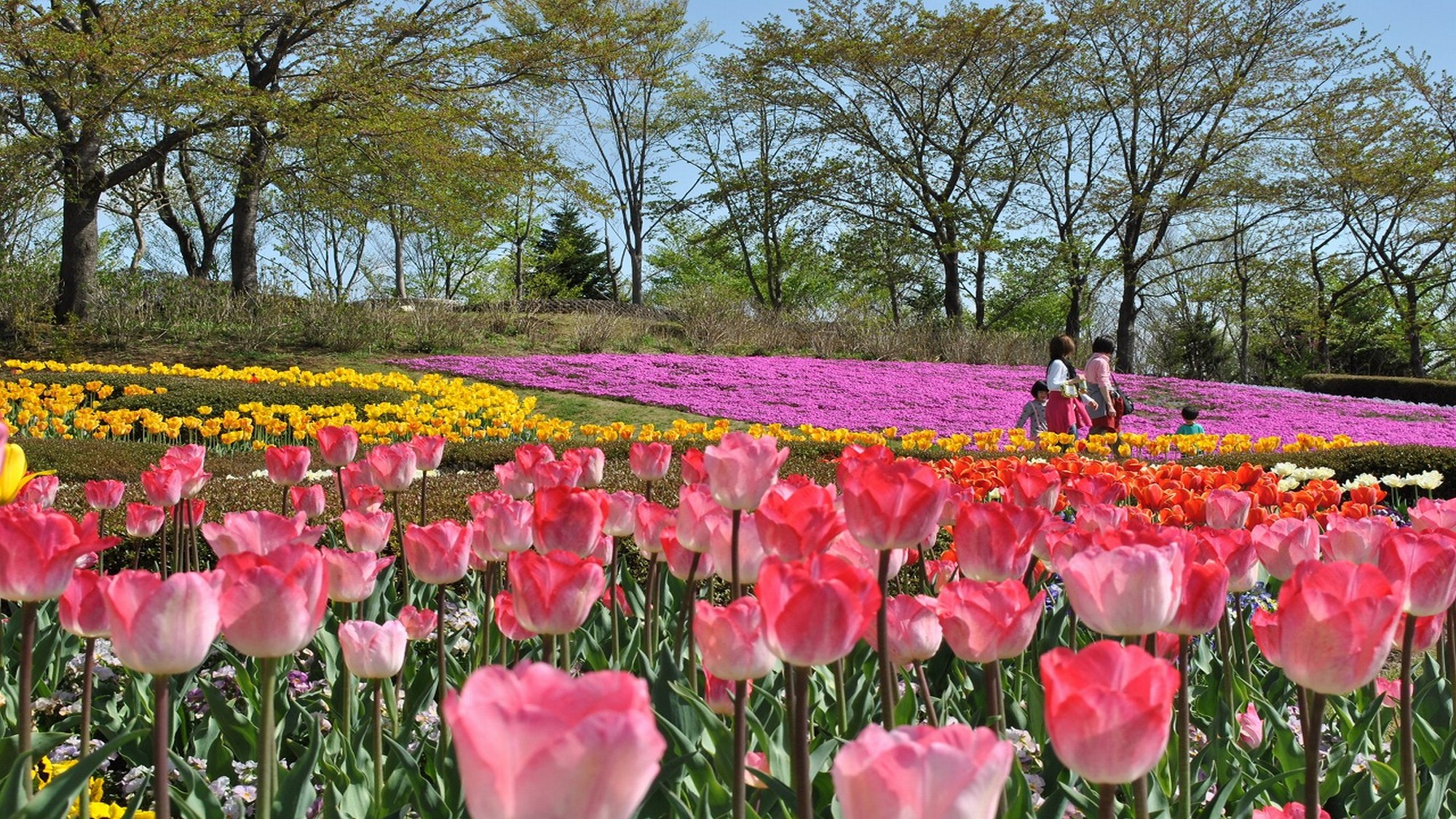 ☆【国営みちのく杜の湖畔公園】春はチューリップが見頃。一面に花が美しく咲き誇る景色は圧巻です。