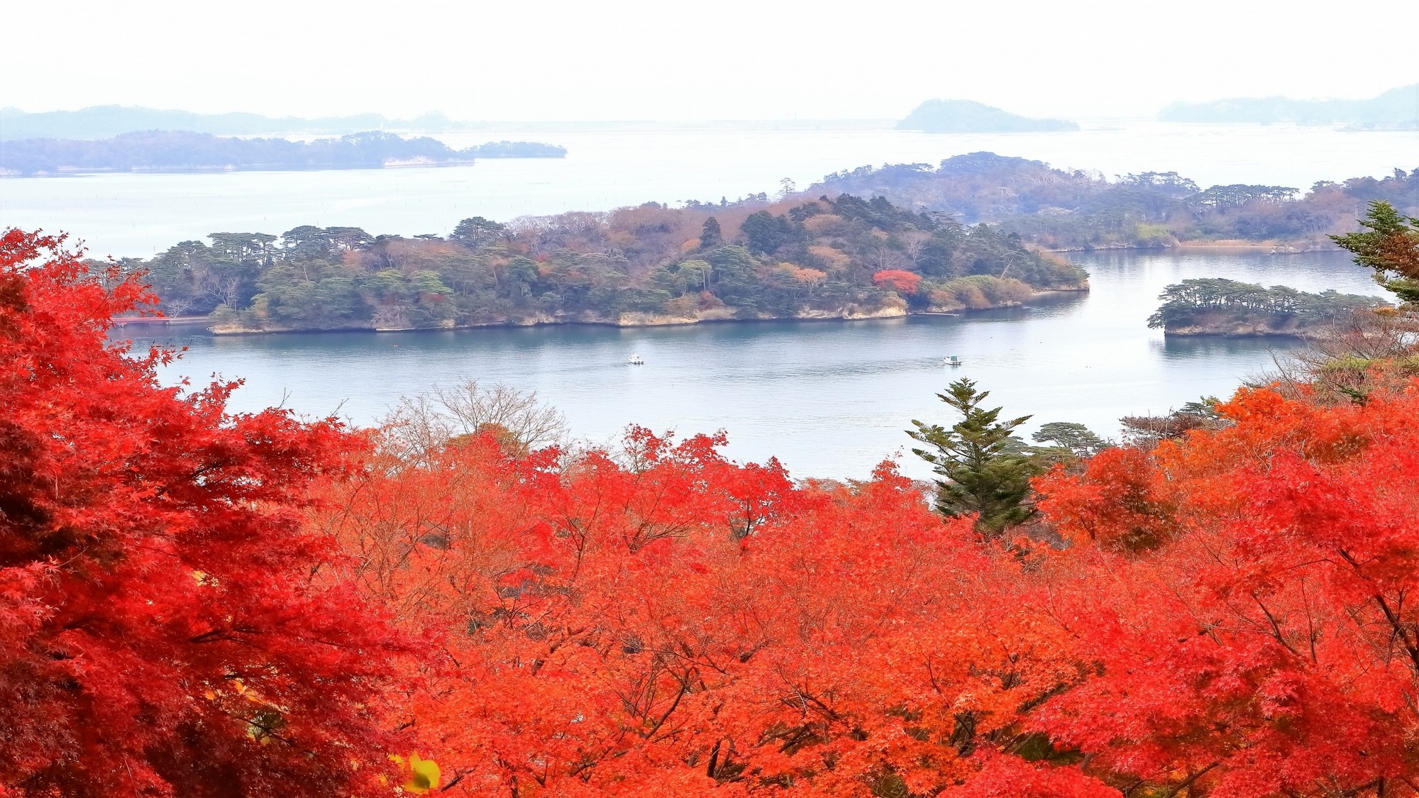 ☆秋の松島。島々と海に浮かぶ遊覧船、紅葉が一緒に楽しめる。