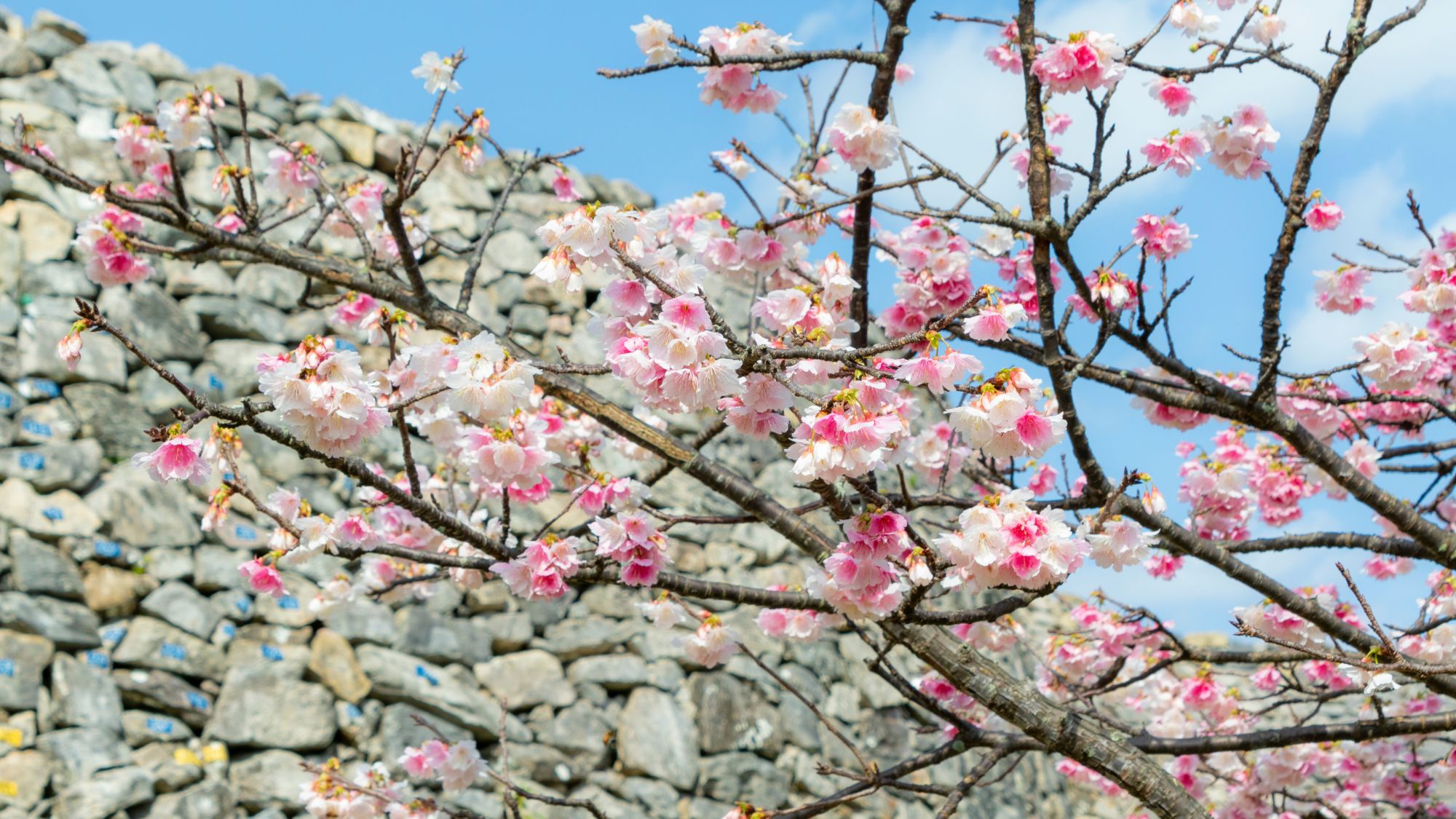 【桜祭り】当館から車で約19分