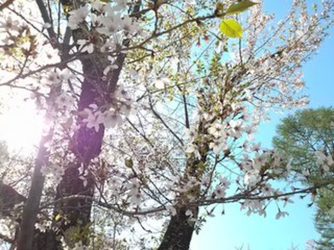 蓼科の桜