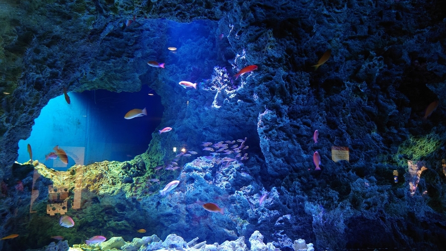 【マリンワールド海の中道】九州の海をテーマにした大人も楽しめる水族館。当館より車で30分。