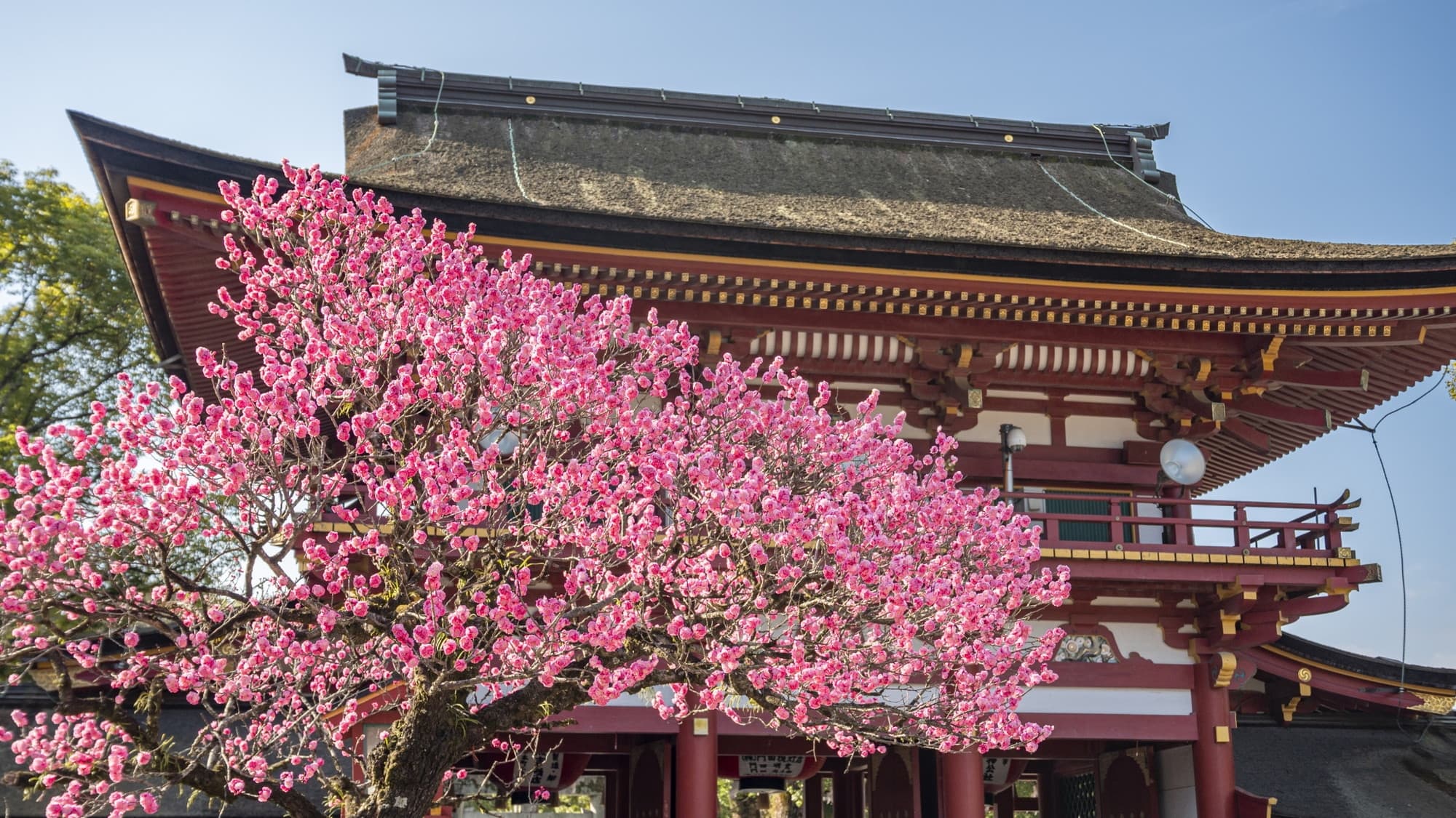 【太宰府天満宮】学問・文化芸術・厄除けの神様。全国天満宮の総本宮です。当館より車で30分。