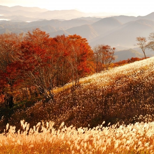 【深入山（秋）】10月下旬～11月中旬にかけて、「すすき」が見ごろです。（一例）