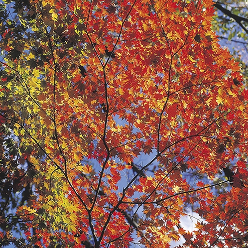 【宿周辺の風景】秋には紅葉がお楽しみいただけます