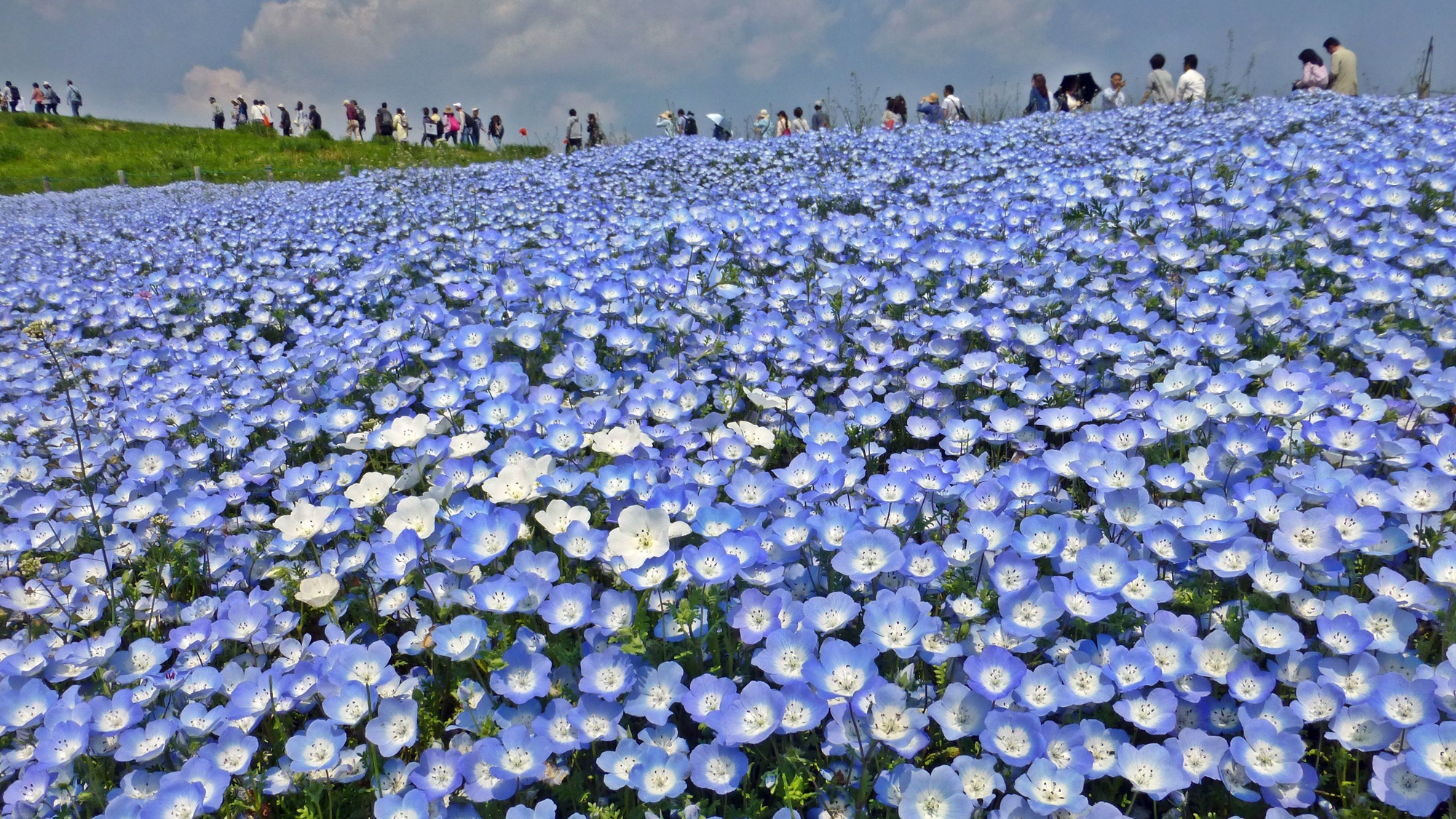 **周辺観光【国営ひたち海浜公園】ネモフィラは毎年4月中旬～5月上旬に見ごろを迎えます。