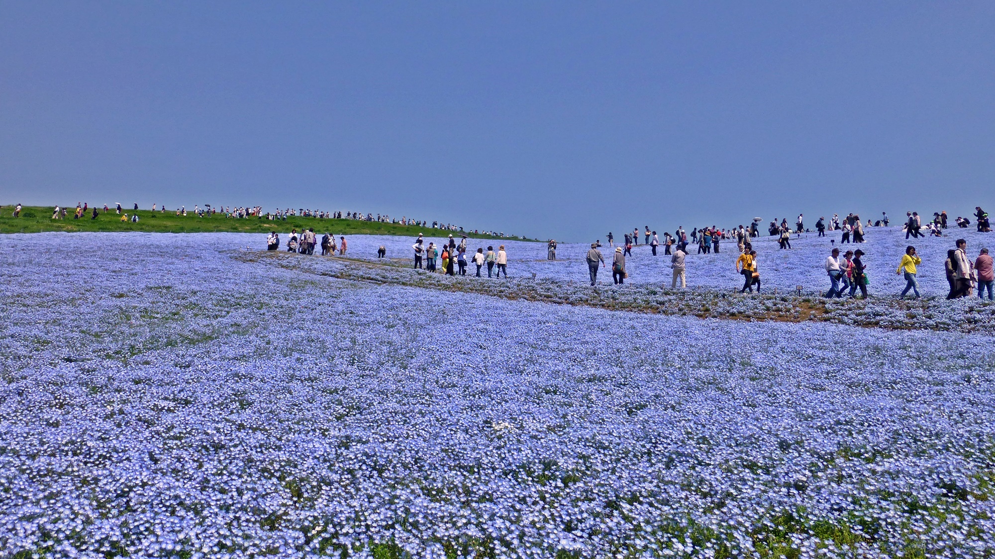 **周辺観光【国営ひたち海浜公園】春の風物詩：ネモフィラ。みはらしの丘一面に広がる絶景の青いお花畑。