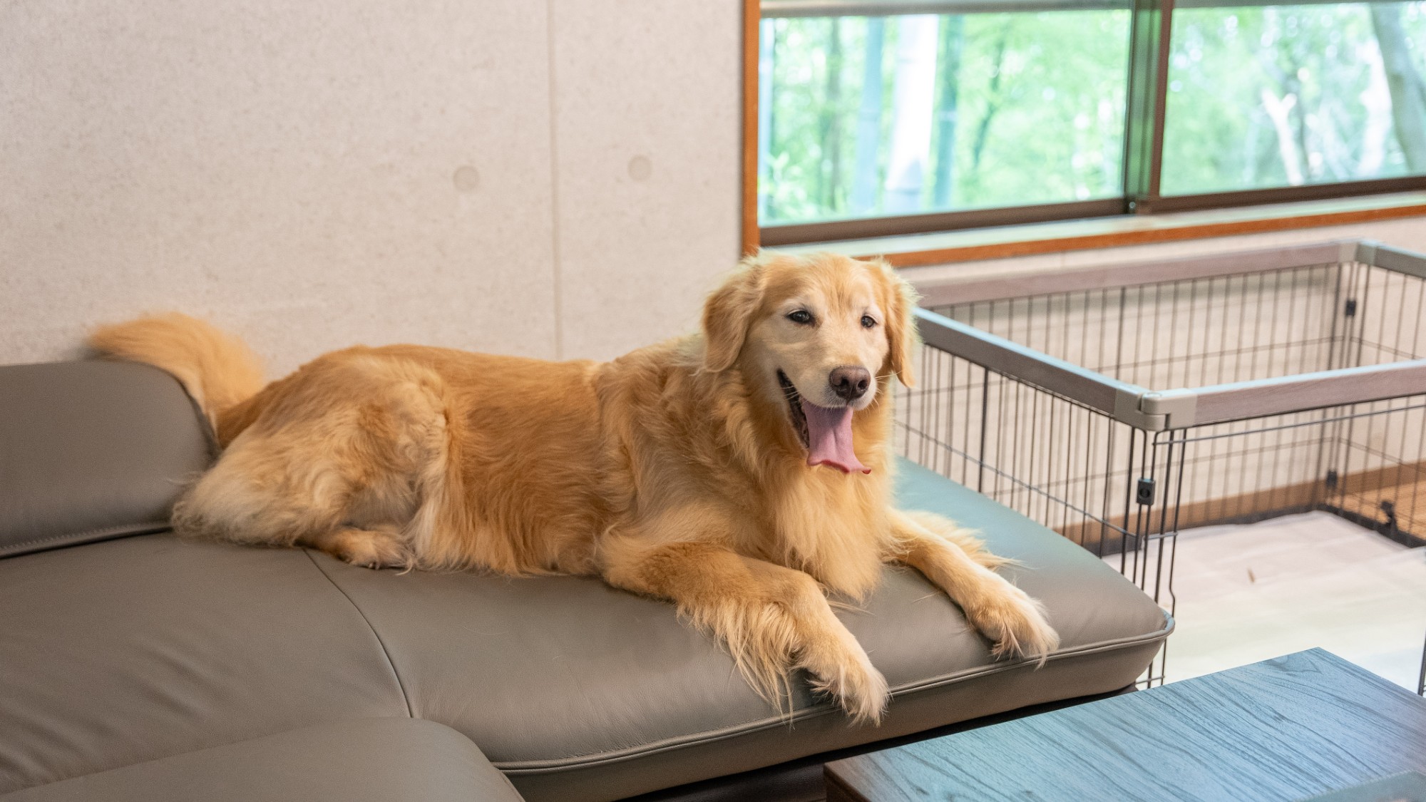 ［DOG&times;STAY］