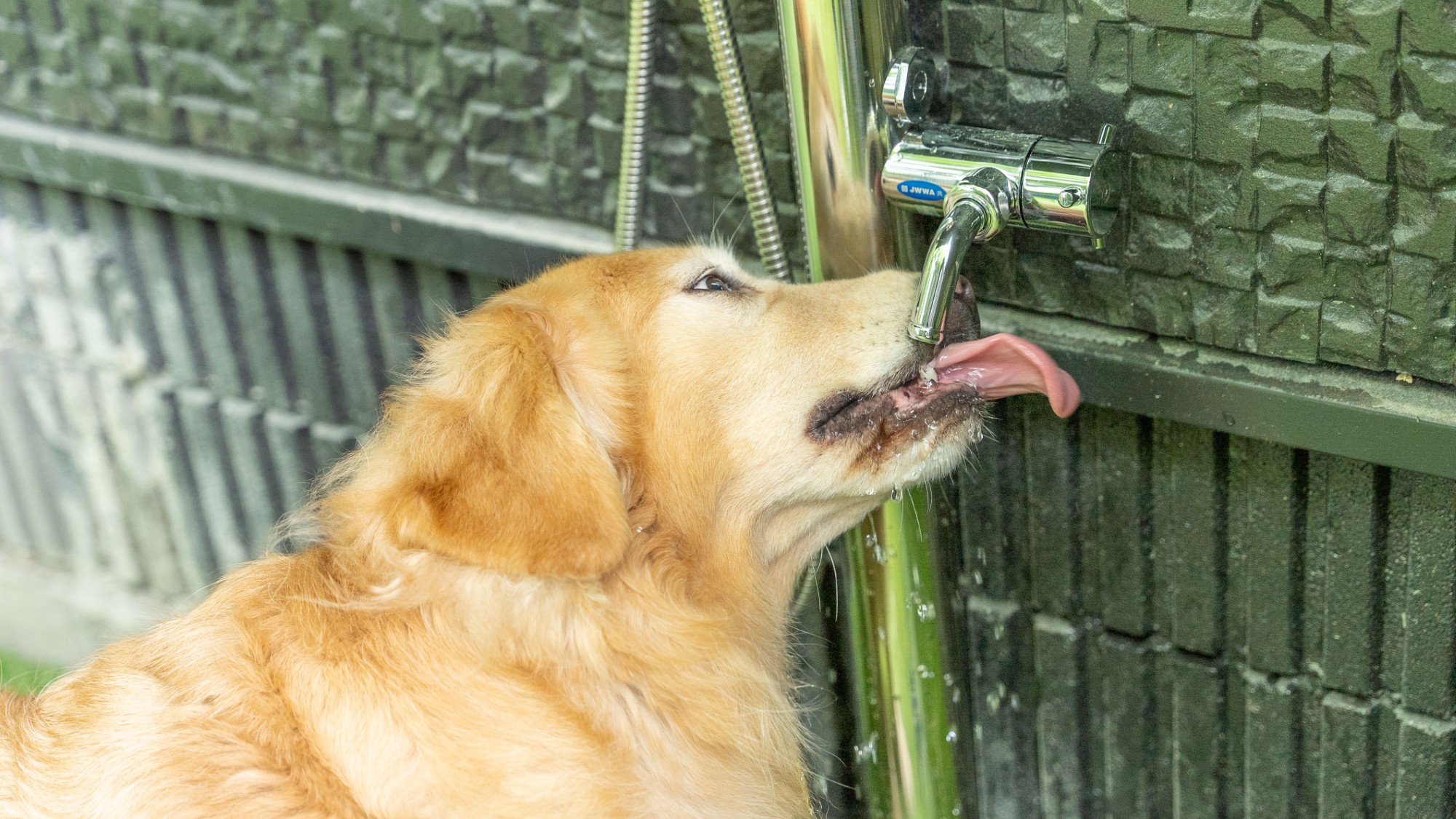 ［DOG&times;STAY］