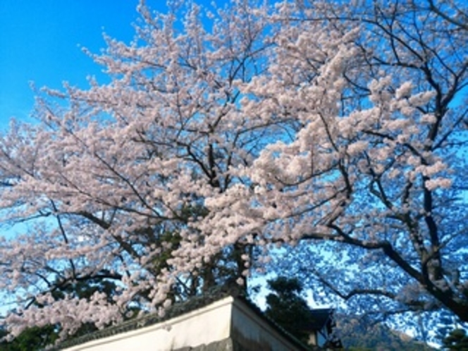 近所の桜