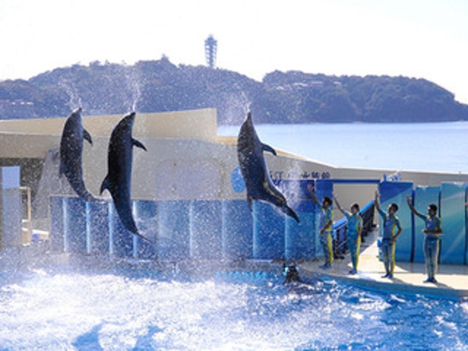 新江ノ島水族館イルカショー