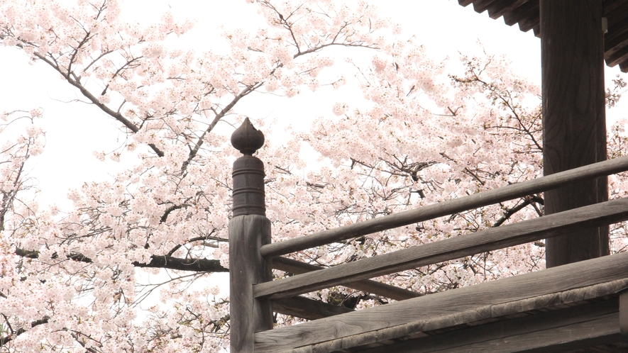 ◇大雲寺の桜