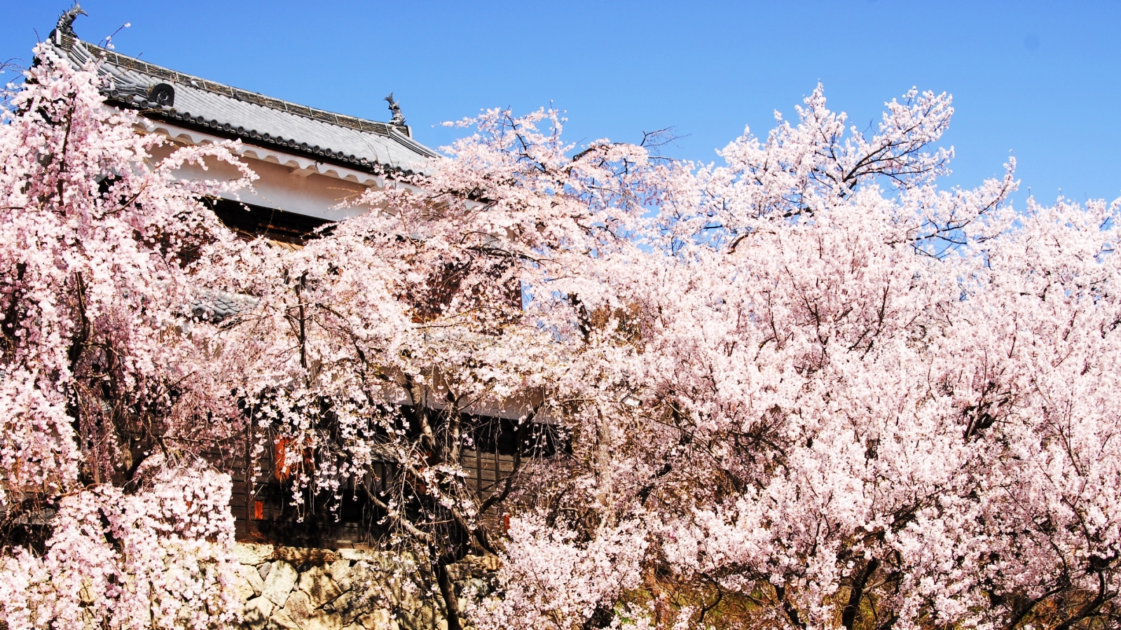 上田城　桜