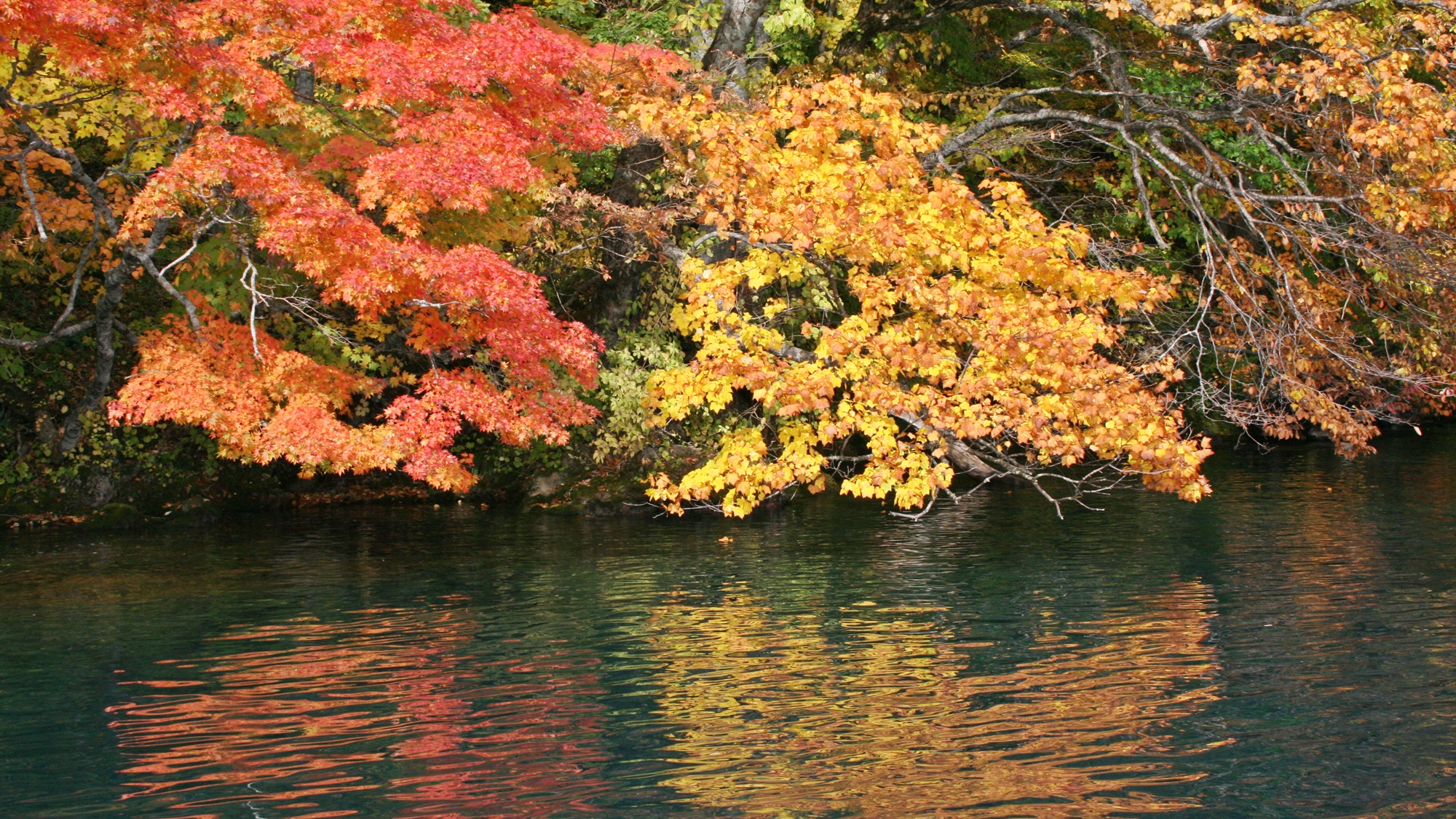 *鮮やかな赤・オレンジ・黄色の紅葉。