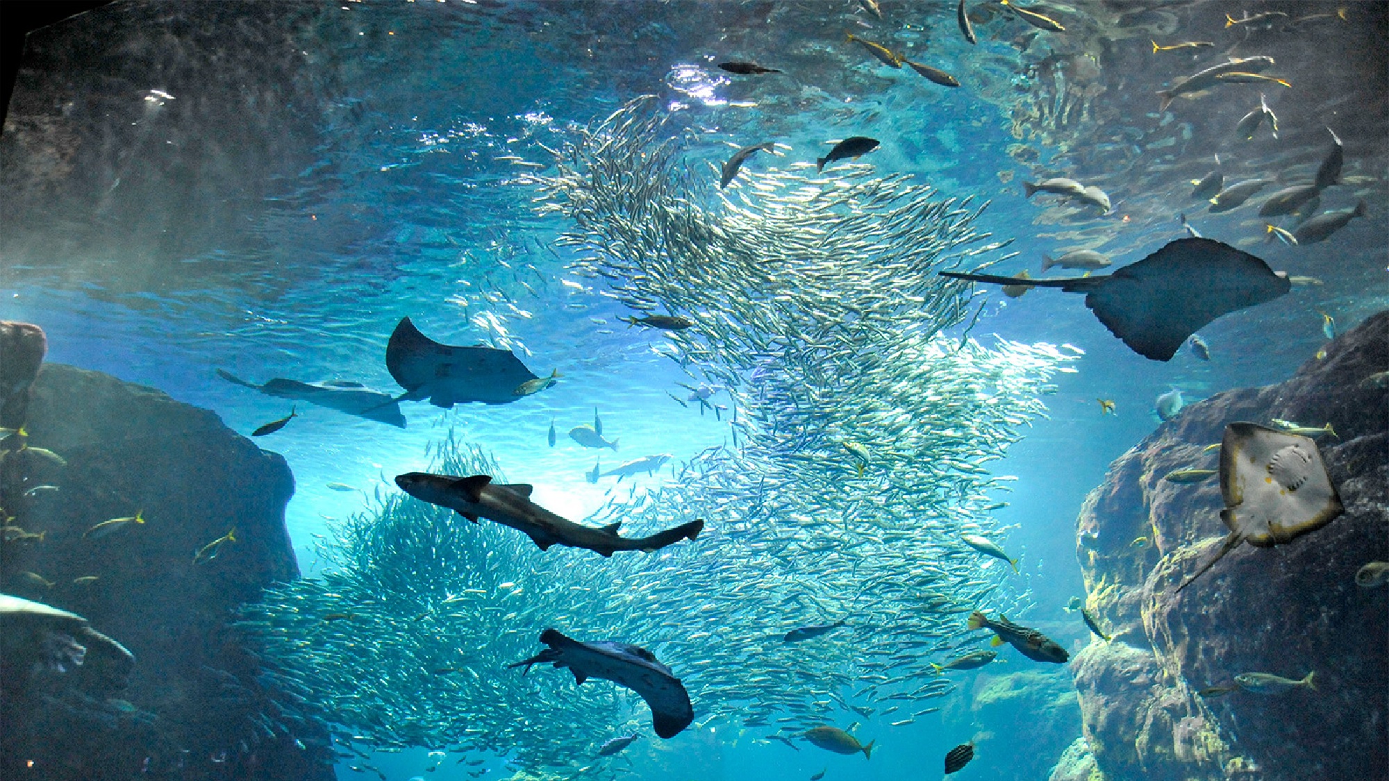 新江ノ島水族館