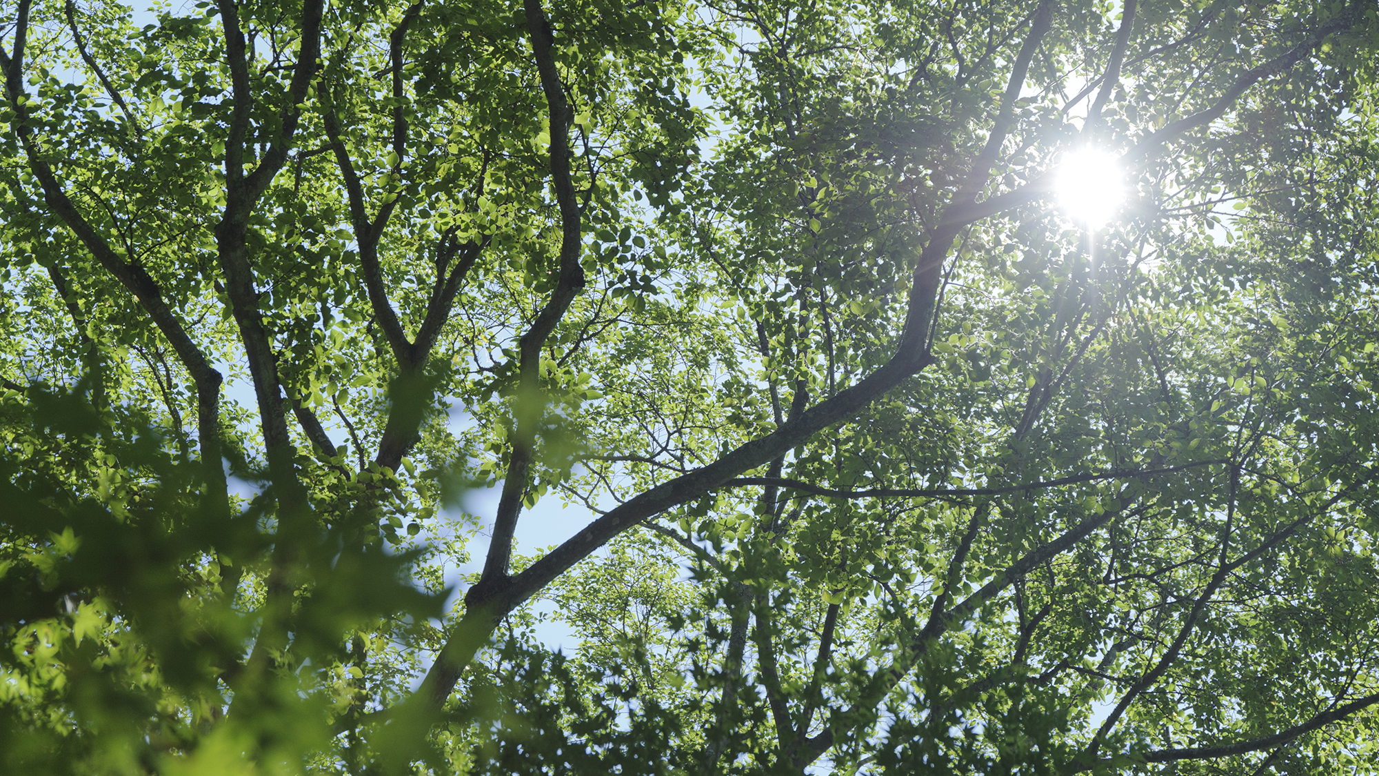 やさしい木漏れ日