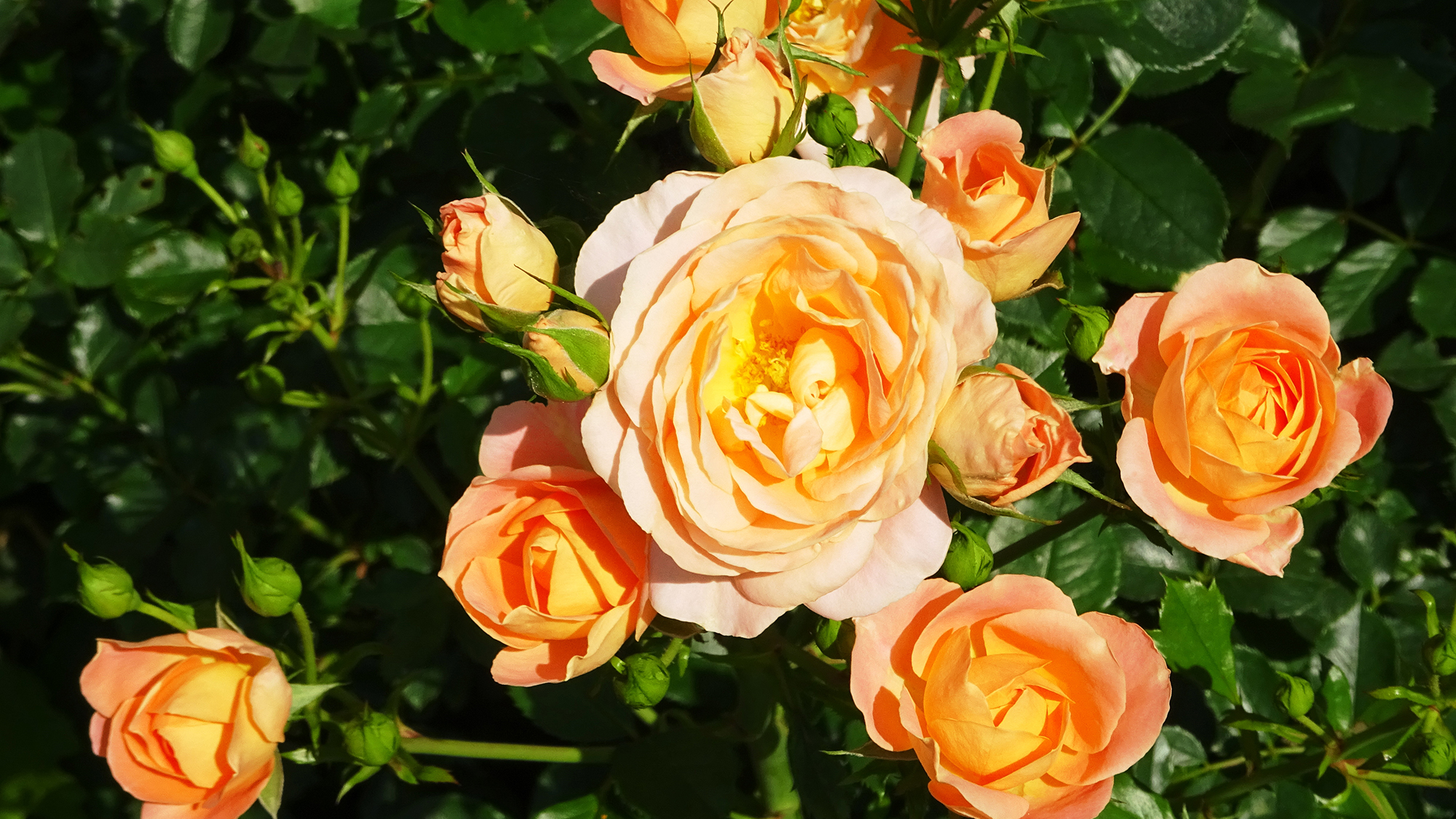 ホテルの庭に咲きほこる薔薇が自慢です