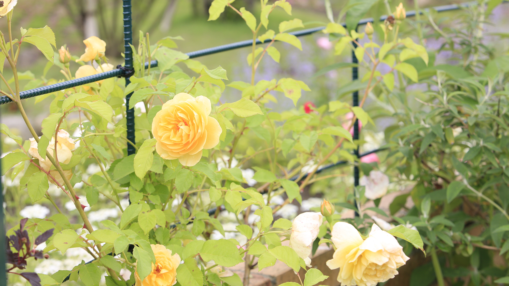 ホテルの庭の薔薇