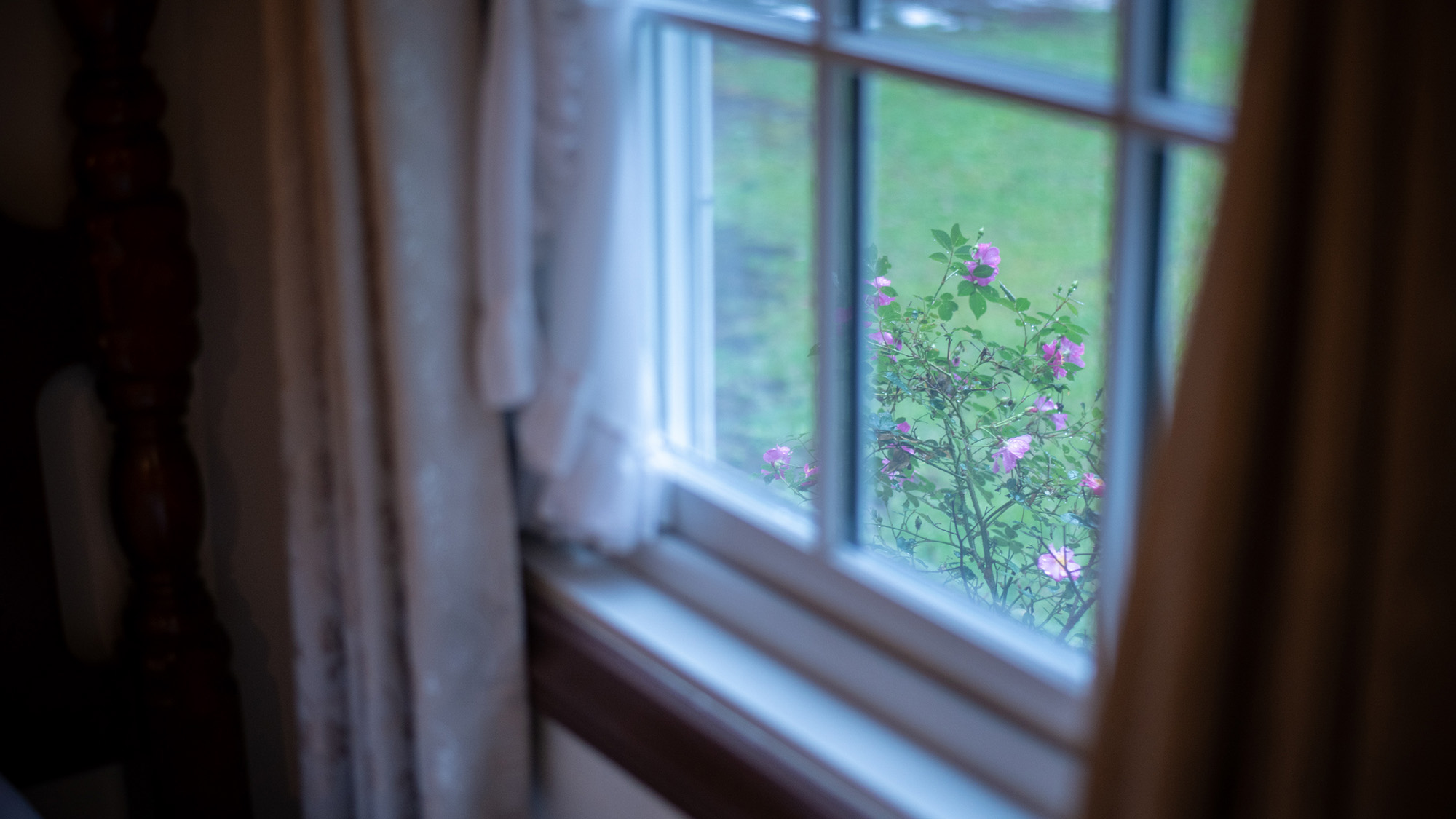 【ツイン一例】窓からの景色も緑を感じて