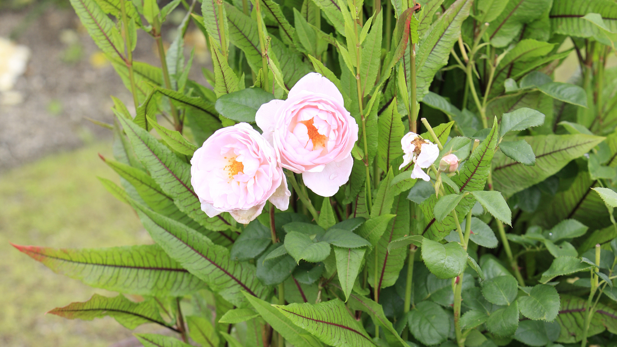 ホテルの庭の薔薇