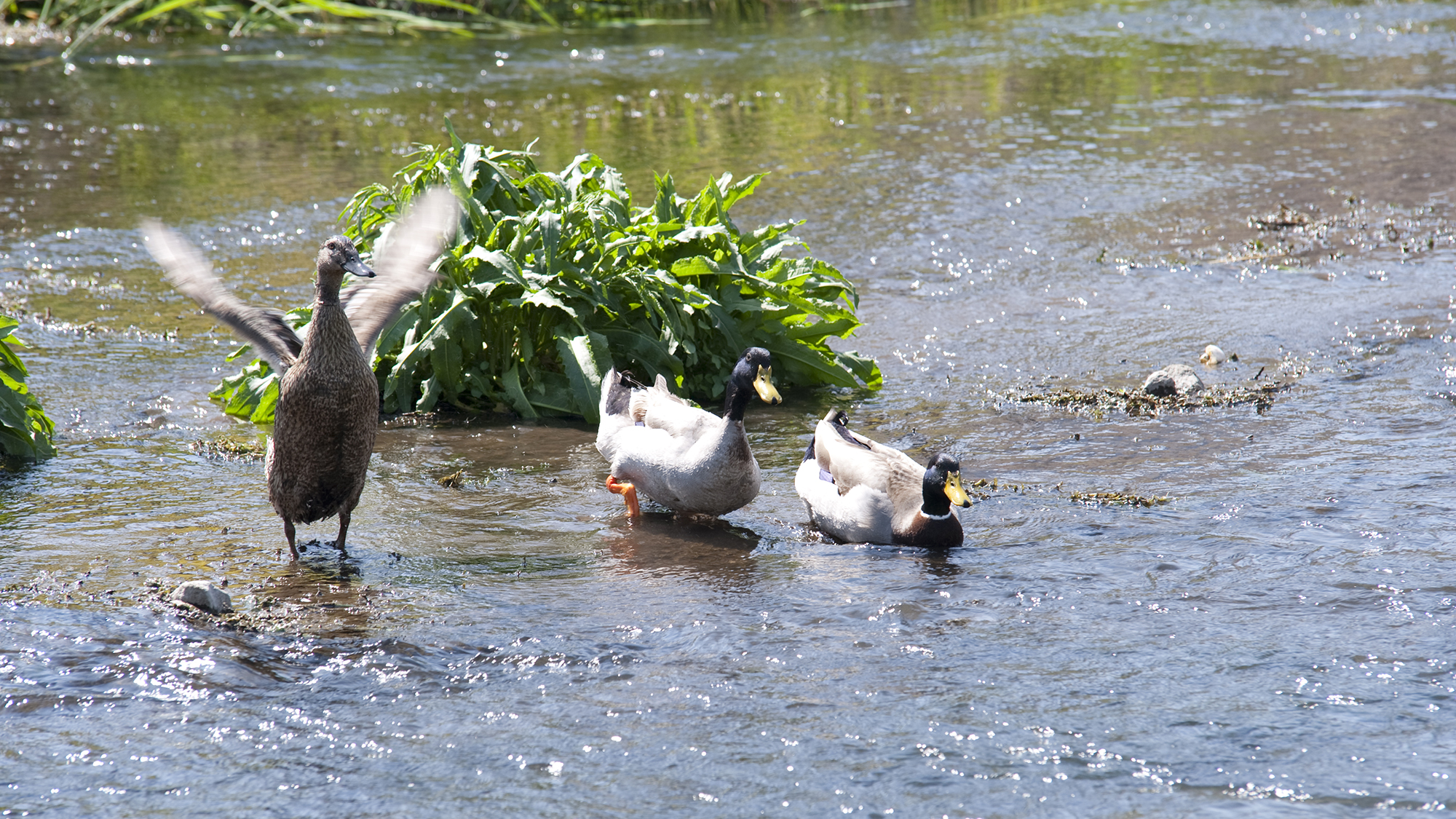 元気いっぱい鴨