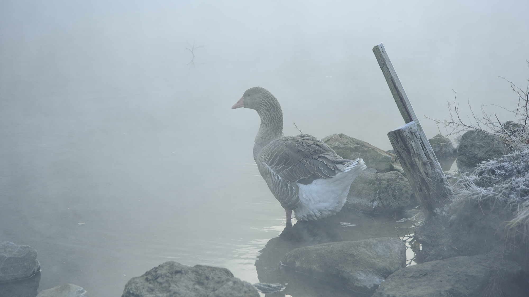 金鱗湖の人気もの、ガチョウ