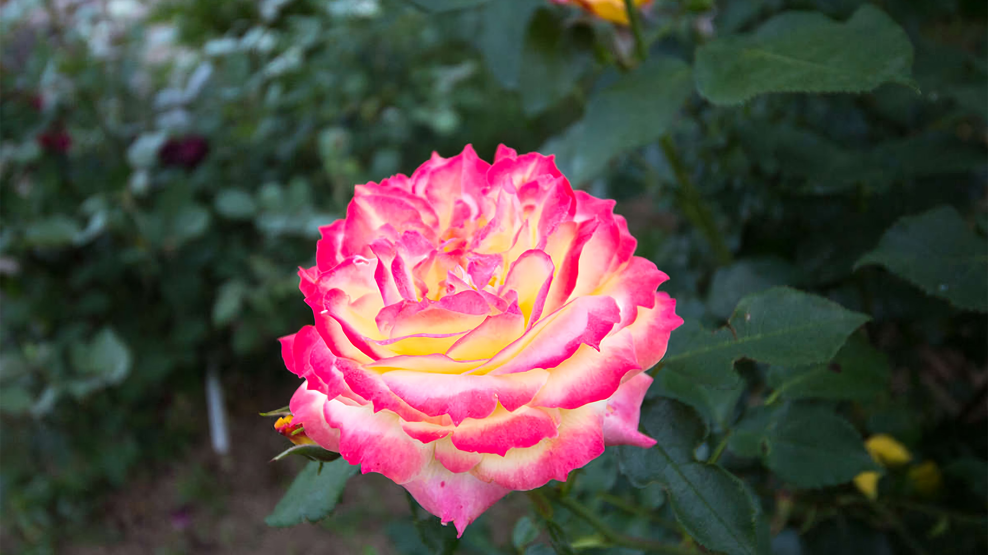 ホテルの庭の薔薇