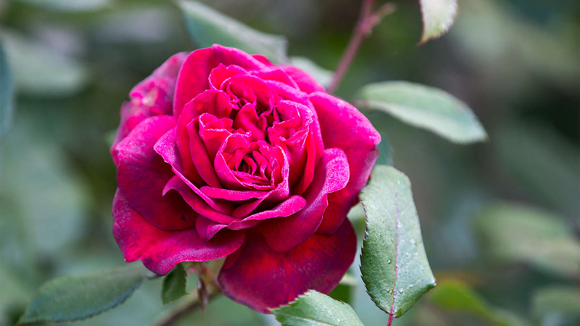 ホテルの庭の薔薇