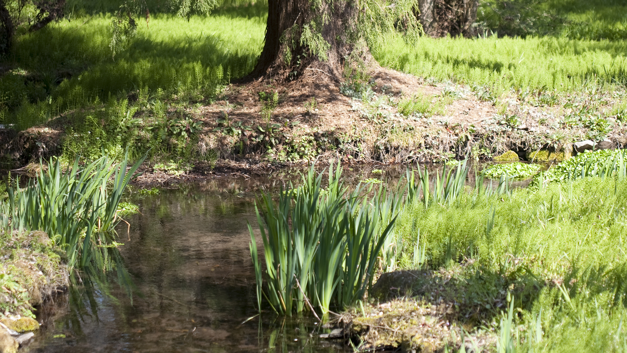 散策中に出会うせせらぎ