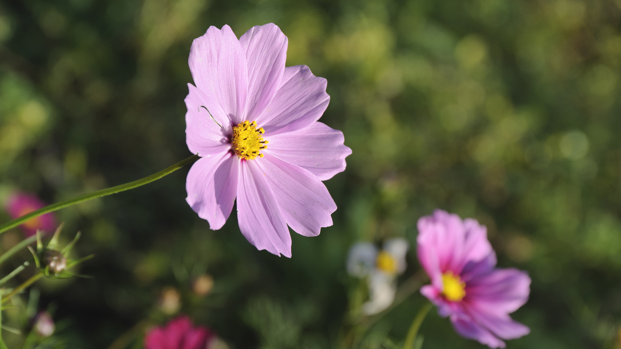 秋風にそよぐコスモス