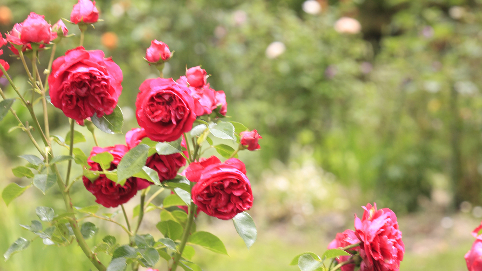 ホテルの庭の薔薇
