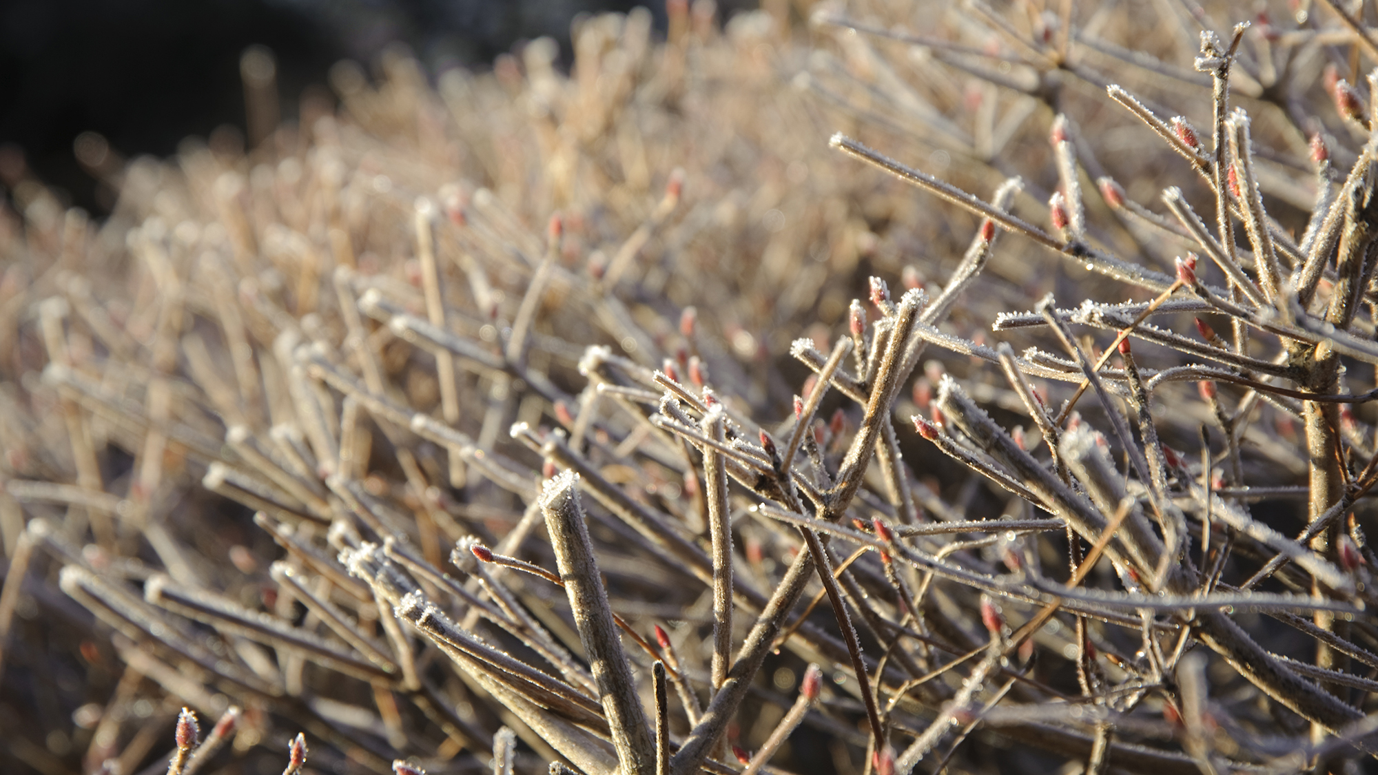 霜枯れ、冬の到来