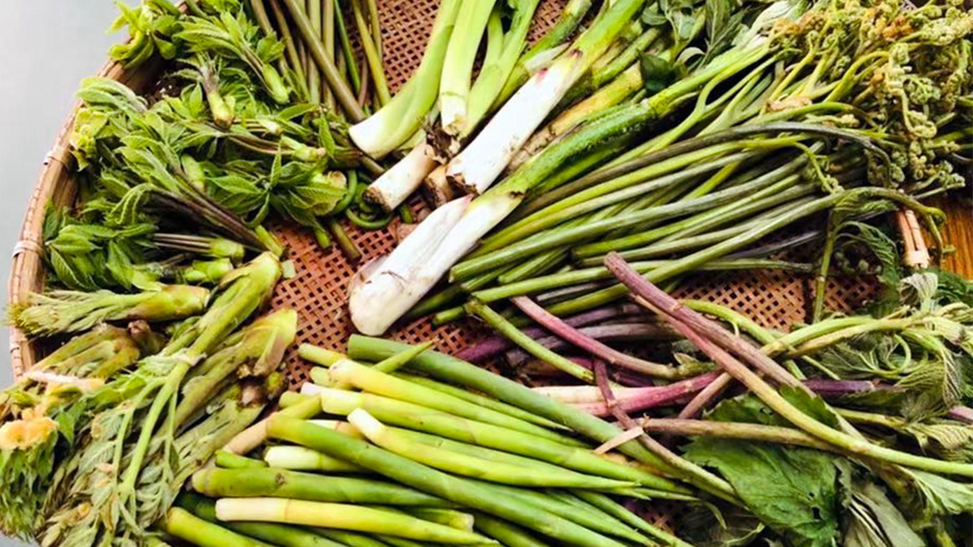 *【山菜】雪深い肘折で採れた太くて柔らかい山菜