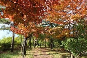 【ハイジの村の紅葉と桔梗信玄餅工場テーマパークお菓子の詰め放題確約】☆フレンチフルコース