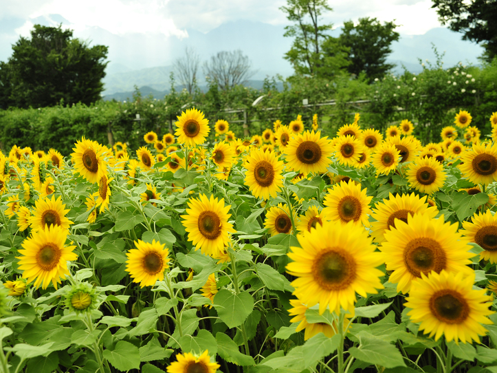 【夏の絶景！ハイジの村のひまわりを楽しむ宿泊プラン】☆フォンデュシノワーズコース