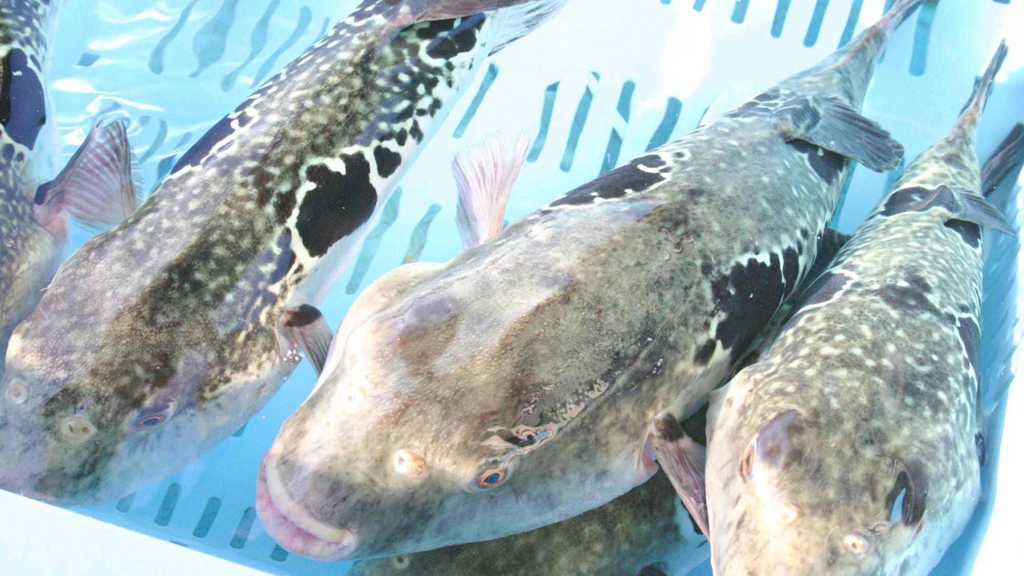 ふぐ◆篠島を囲む三河湾はふぐの名産地として有名。このふぐを食べる為に遠方から来られる方も！！