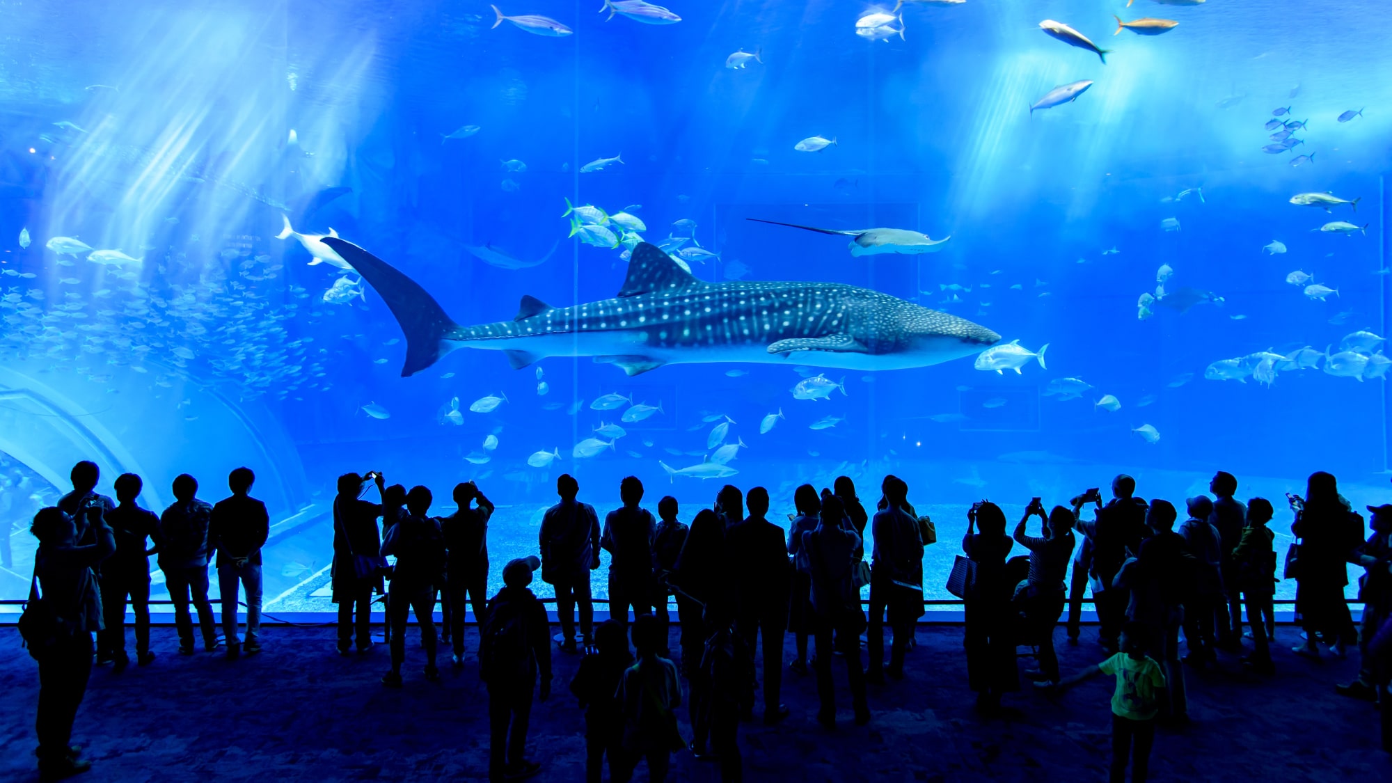 ◆沖縄美ら海水族館※当施設より車で1時間30分