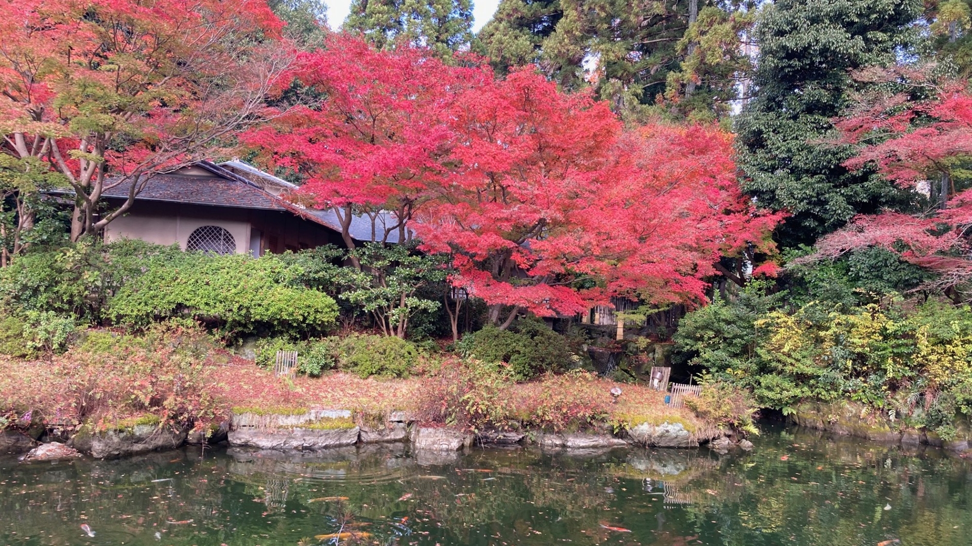 2024年紅葉 茶寮前