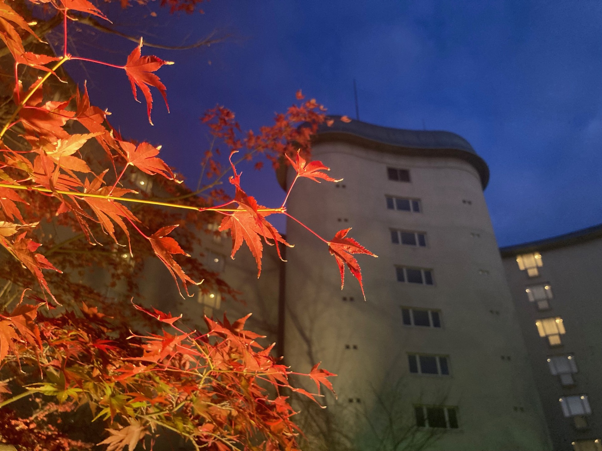 2023秋の様子(ホテル中庭紅葉)