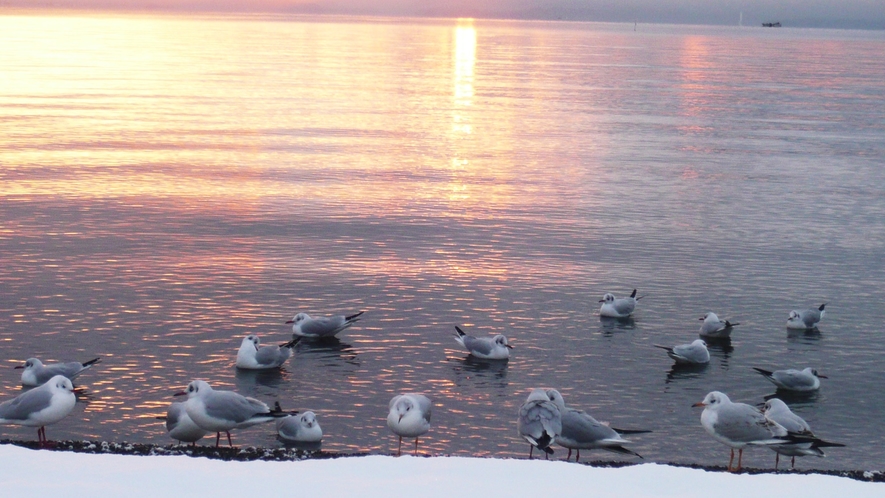 *【湖畔の景色】渡り鳥のユリカモメ。12月～4月頭の間だけ見える風景です