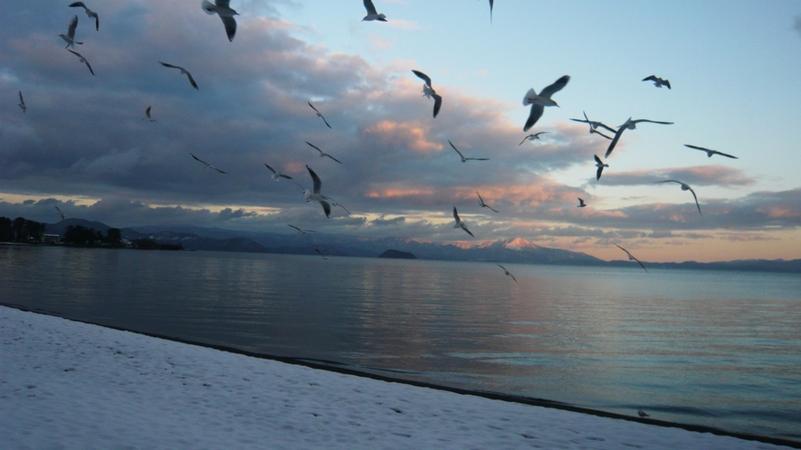 *【湖畔の風景】渡り鳥のユリカモメ。12月～4月頭の間だけ見える風景です。