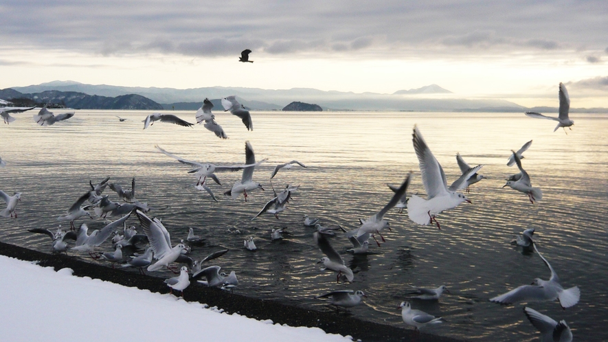 *【湖畔の風景】渡り鳥のユリカモメ。12月～4月頭の間だけ見える風景です。