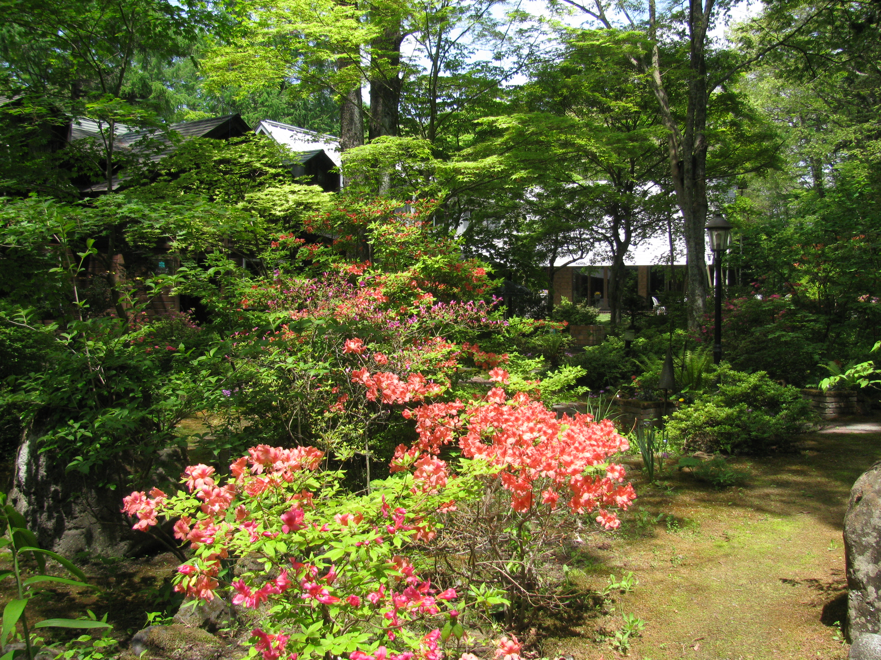 ノームの森のツツジ